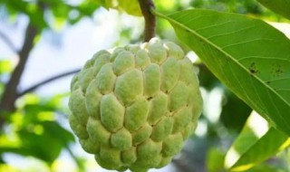 释迦种子嫁接方法（释迦种子嫁接方法图片）