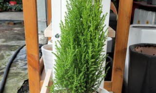 养香松的正确方法 怎样养好香松