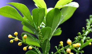 米兰花的寓意是什么 米兰花的象征意义