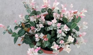 花叶络石养殖方法和注意事项（花叶络石养殖方法和注意事项图片）