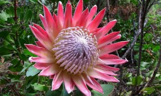 帝王花养殖方法和注意事项（帝王花养殖方法和注意事项视频）