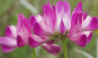 紫云英的功效和作用（紫云英的功效和作用性平安新闻）