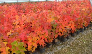 槭树的常见品种分类 槭树有多少品种