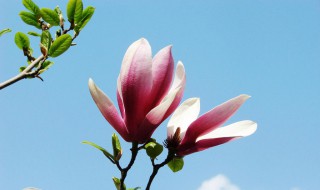 紫玉兰怎么养（紫玉兰盆栽怎么养）