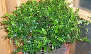 清香木怎么养 清香木怎么养护栽培管理