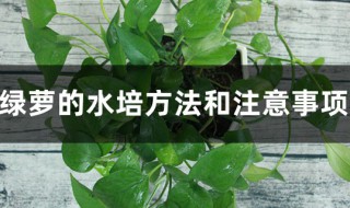 绿萝叶片水培方法 绿萝叶子能水培吗