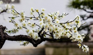 梅花虫害处理方法 梅花 虫害
