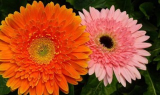 非洲菊怎么养 锦鲤非洲菊怎么养