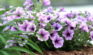 矮牵牛怎么养 矮牵牛怎么养能爆盆