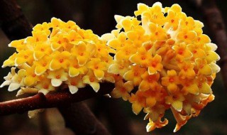 结香有什么作用 结香的功效与作用及食用方法