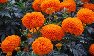 万寿菊怎么养 万寿菊怎么养家庭养法