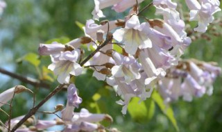 泡桐怎么养 泡桐怎样繁殖