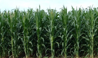 玉米种植流程及管理方法（玉米种植流程及管理方法图片）