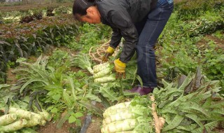 莴笋的种植方法和技巧 莴笋的种植方法和技术