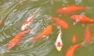 冬天金鱼怎么养才不容易死(冬天金鱼容易死吗)