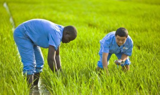 种水稻的正确方法 种水稻的正确方法视频