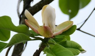 厚朴功效与作用及禁忌 厚朴功效与作用及禁忌是什么