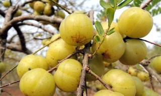 余甘果的副作用 甘余果的功效