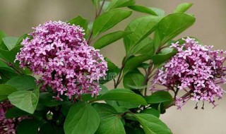 丁香花功效和作用(丁香花功效和作用图片)