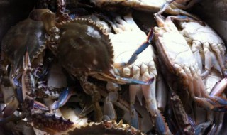 活的海蟹怎么保存 活的海蟹怎么保存过夜