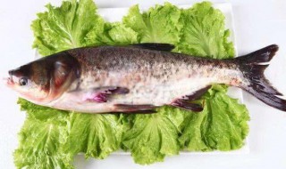 花鲢鱼和白鲢鱼的区别 花鲢鱼和白鲢鱼的区别视频