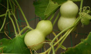 鲜葫芦怎么保存 鲜葫芦怎么保存处理