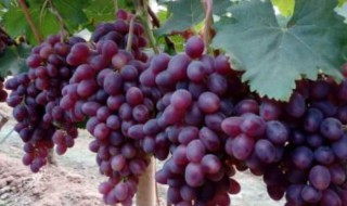 葡萄苗怎么保存 葡萄苗怎么保存几天