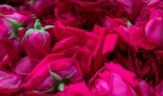 鲜玫瑰花怎么保存 鲜玫瑰花怎么保存最好