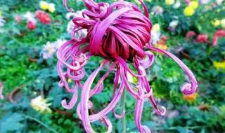 菊残犹有傲霜枝的有是什么意思（菊残犹有傲霜枝是什么意思嘞）