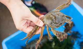 活螃蟹要怎么保存 活螃蟹要怎么保存时间长
