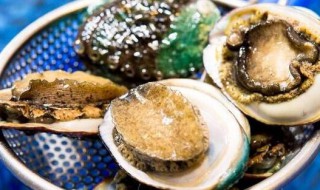 鲍鱼杀了怎么保存 杀了的鲍鱼如何保存方法