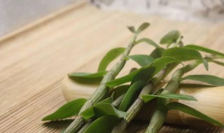 干的铁皮石斛怎么保存 干的铁皮石斛怎么保存不会坏