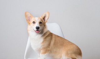 梦见被够狗咬了预示着什么（梦见被很多狗咬了预示着什么）