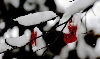 关于雪的表思念的古诗词 关于雪思念的诗句优美句子