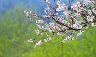 立春是开春的意思吗 简介立春是开春的意思吗