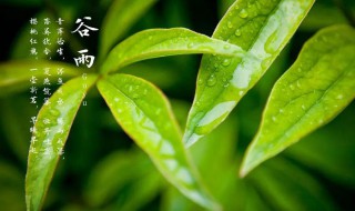 今日雨水的优美文案大全（今日有雨文案）