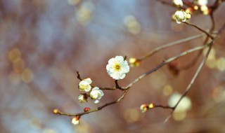 2021立春不下雨的谚语（立春雨水的谚语）