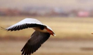 什么鸟可以飞过珠穆朗玛峰 有什么鸟可以飞过珠穆朗玛峰