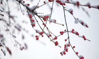 小雪人生感悟心情说说短语（关于小雪的心情句子）