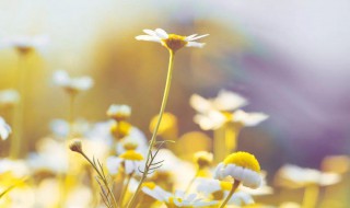 关于友情的句子精选 关于友情的句子精选简短