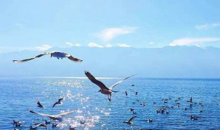 加油努力奋斗的句子(努力加油拼搏的句子)