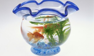 鱼缸日常养水正确方法 鱼缸日常养水正确方法视频