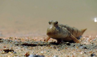 跳跳鱼饲养方法（跳跳鱼怎么养活）