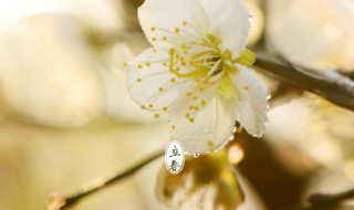 2021立春的含义是什么意思 2021立春的寓意