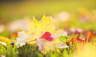 清晨阳光的唯美语句 清晨阳光的唯美语句短句