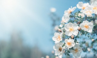 2021立春时节励志文案(2021立春时节励志文案短句)