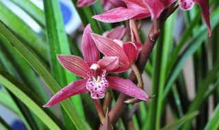 墨兰花的种植技巧（墨兰花怎样种植）