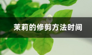 垂枝茉莉修剪方法 茉莉枝条修剪