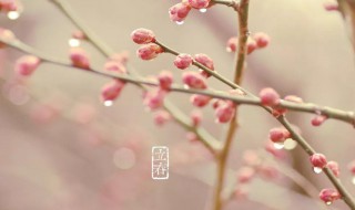 今日立春的暖心祝福语 今日立春的暖心祝福语简短