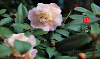 今日立春的祝福寄语文案 今日立春的祝福寄语文案图片